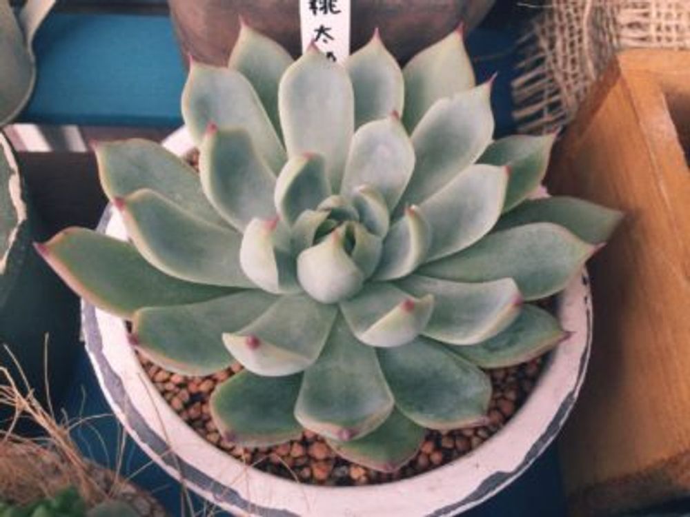 Photo by hanakita875さん@GreenSnap