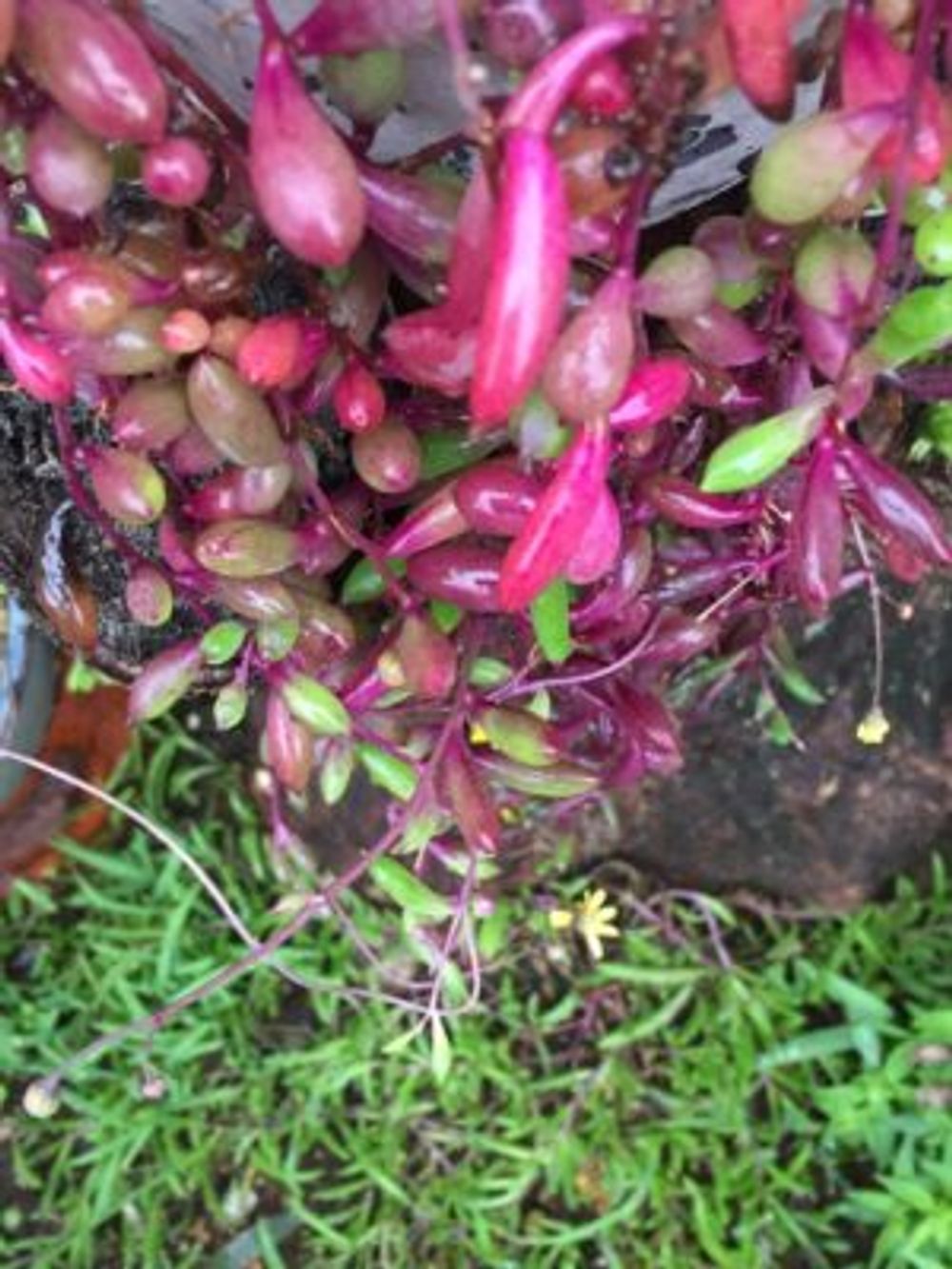 Photo by yopipiさん@GreenSnap