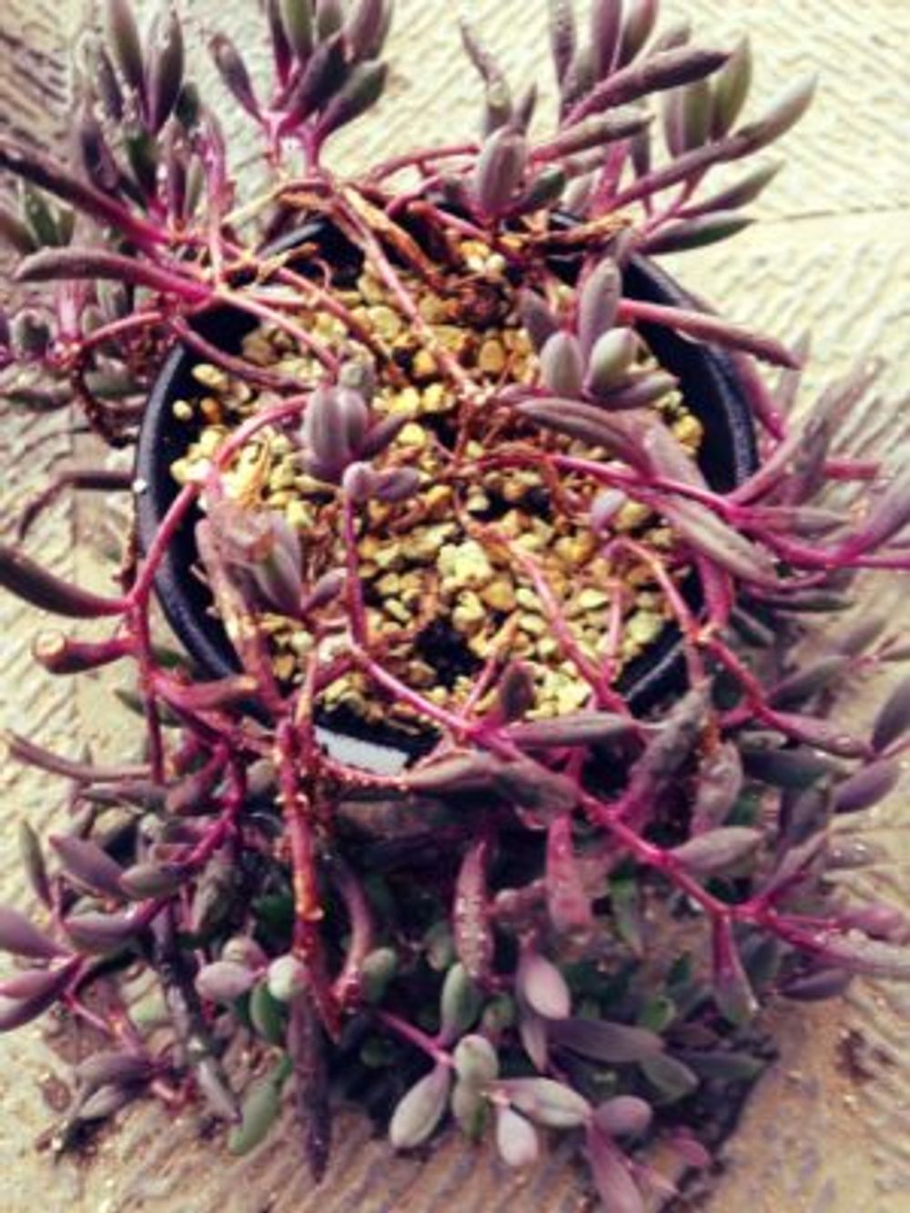 Photo by ぐら。さん@GreenSnap