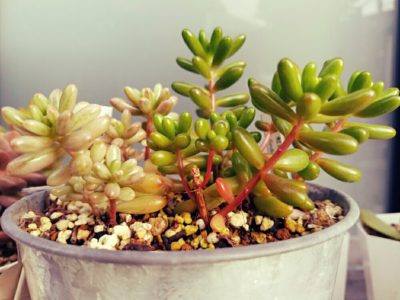 これって多肉植物なの！？独特な名前の多肉植物3選！｜🍀GreenSnap