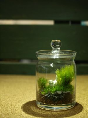 新しいインテリア テラリウムで植物を育てよう Greensnap グリーンスナップ