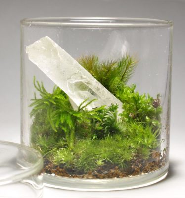 新しいインテリア テラリウムで植物を育てよう Greensnap グリーンスナップ