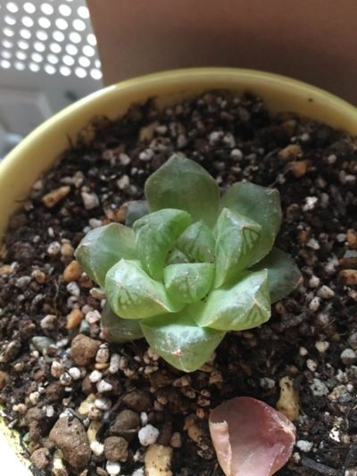 すべての美しい花の画像 最高の日陰 でも 育つ 多肉 植物