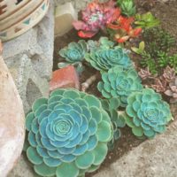 地植えはNG？多肉植物の露地植えについての画像