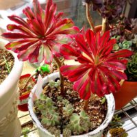 寒さに弱い！冬の多肉植物の育成についての画像