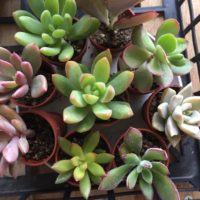 多肉植物を室内で育てるときのポイントについてご紹介します！の画像