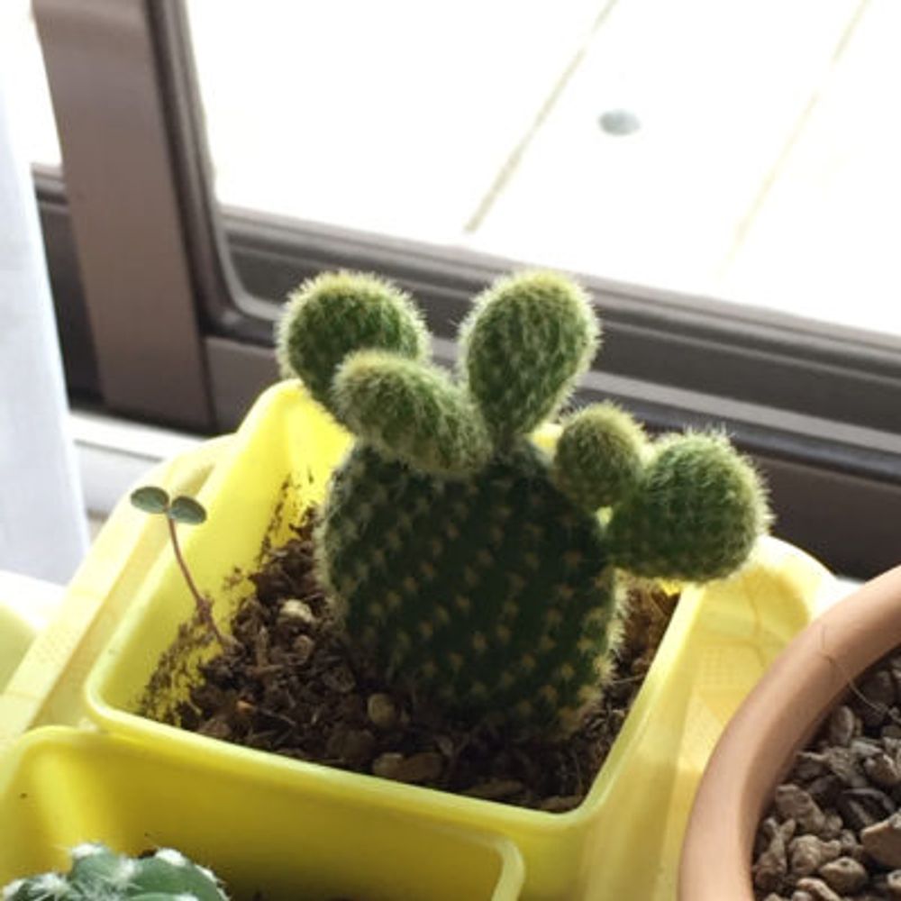 Photo by ぱやんさん@GreenSnap