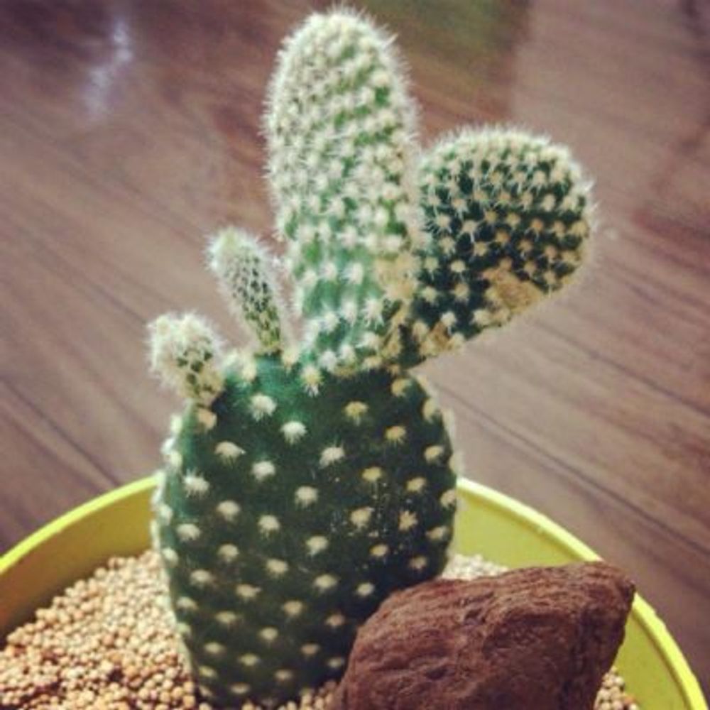 Photo by ナッチさん@GreenSnap