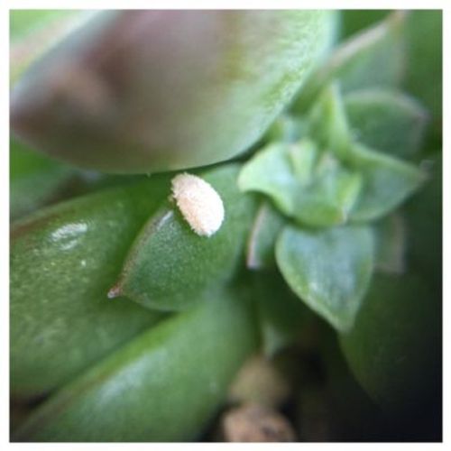ウチワサボテンの育て方 花を咲かせるには 水やりと冬越しに注意 Greensnap グリーンスナップ