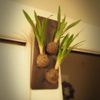 スペースがない方必見！壁掛けにおすすめな観葉植物のご紹介！の画像