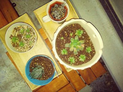 知るだけで上級者！多肉植物の株分け｜🍀GreenSnap（グリーンスナップ）