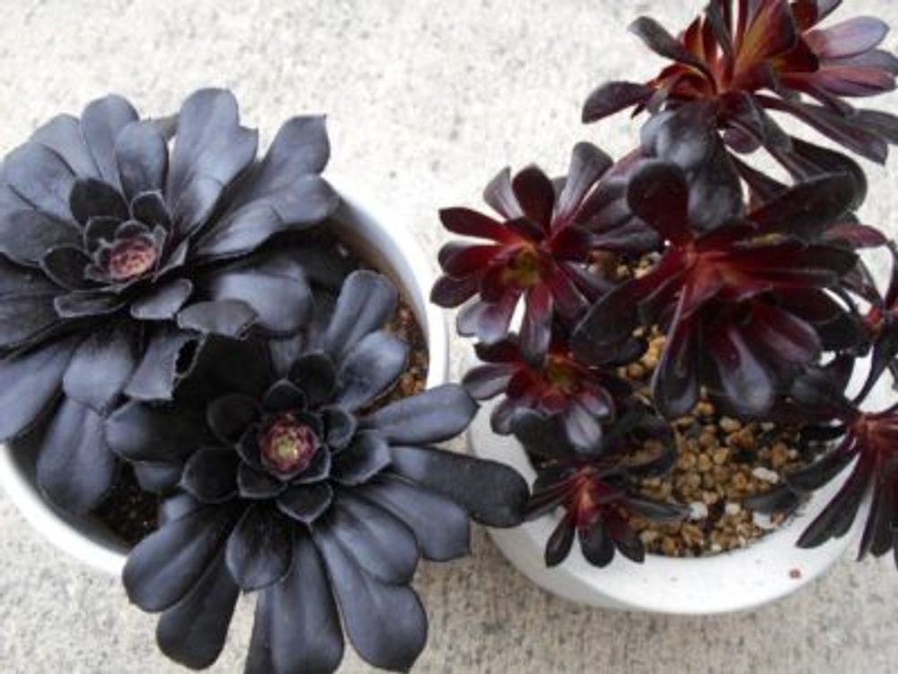 Photo by 四十郎さん@GreenSnap