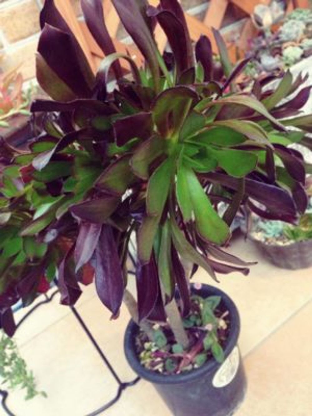 Photo by ともみんさん@GreenSnap