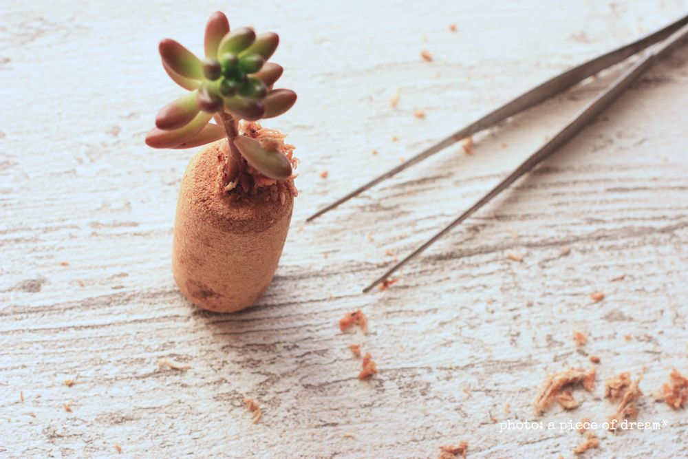 IMG_3470-12__edited-3