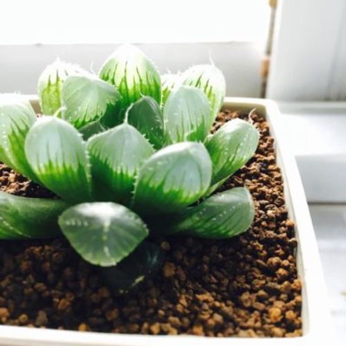 通販でハオルチアを買いたい Greensnap グリーンスナップ