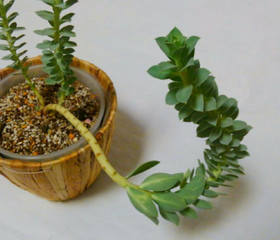 スクリーンショット 2016-12-16 14.34.12