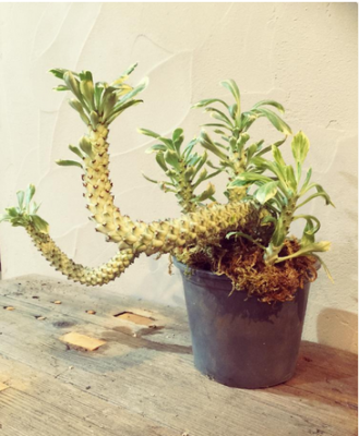 スクリーンショット 2016-12-16 14.51.54