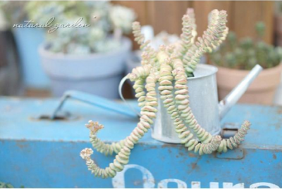 スクリーンショット 2016-12-16 14.53.50