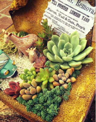 目線を下げると、そこは小さな世界！多肉いっぱいの箱庭を覗いてみよう