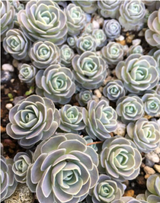 スクリーンショット 2016-12-22 15.11.32