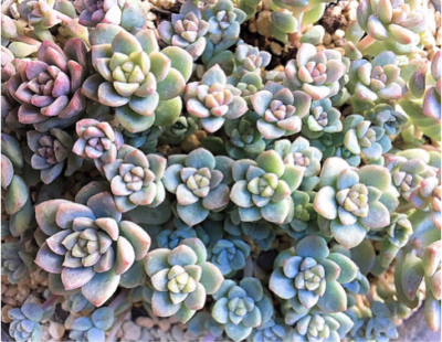 スクリーンショット 2016-12-22 16.00.41