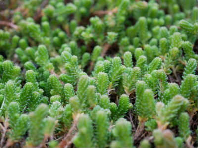 スクリーンショット 2016-12-22 16.05.03