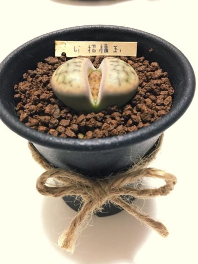 多肉植物　リトープス　入れ合わせ　品種たくさん　コメントください 多肉植物リトープス属の原産地や魅力とその育て方【交配も簡単