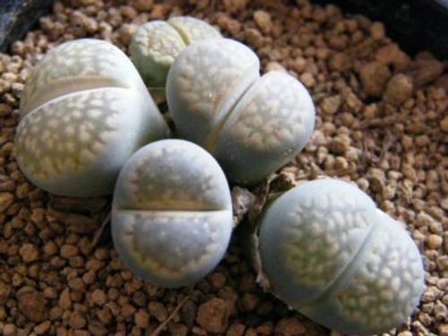 リトープス栽培の要 水やりのタイミング Greensnap グリーンスナップ