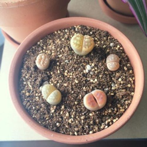 リトープス栽培の要 水やりのタイミング Greensnap グリーンスナップ