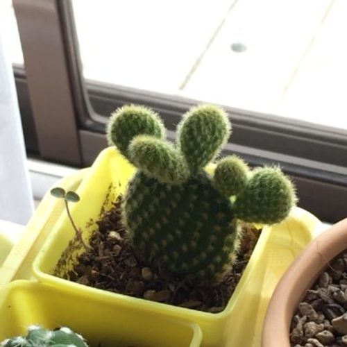 食べられるものも ウチワサボテンの種類をご紹介 Greensnap グリーンスナップ