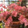 知ってた？実は可愛い多肉植物の花の画像