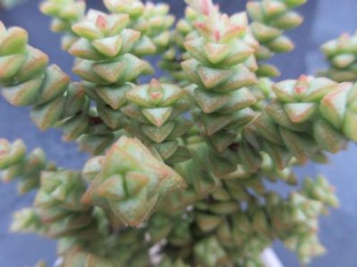 庭にも植えたい 地植えが可能な多肉植物を紹介 Greensnap グリーンスナップ 庭にも植えたい 地植えが可能な多肉植物を紹介 Greensnap グリーンスナップ