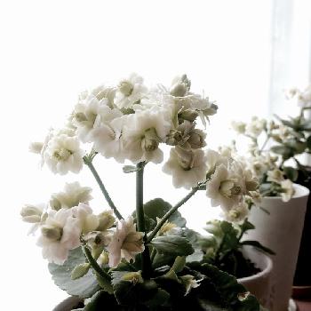 花が綺麗な多肉植物 カランコエの育て方 Greensnap グリーンスナップ