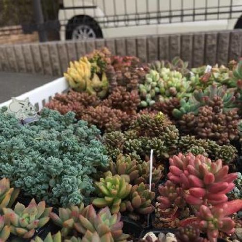 お庭でも楽しみたい 多肉植物をお庭に植えるコツ Greensnap グリーンスナップ