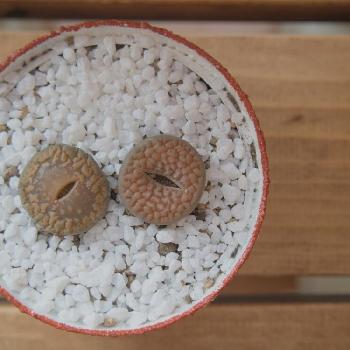 リトープスの種の取り方！採取して育ててみよう｜🍀GreenSnap