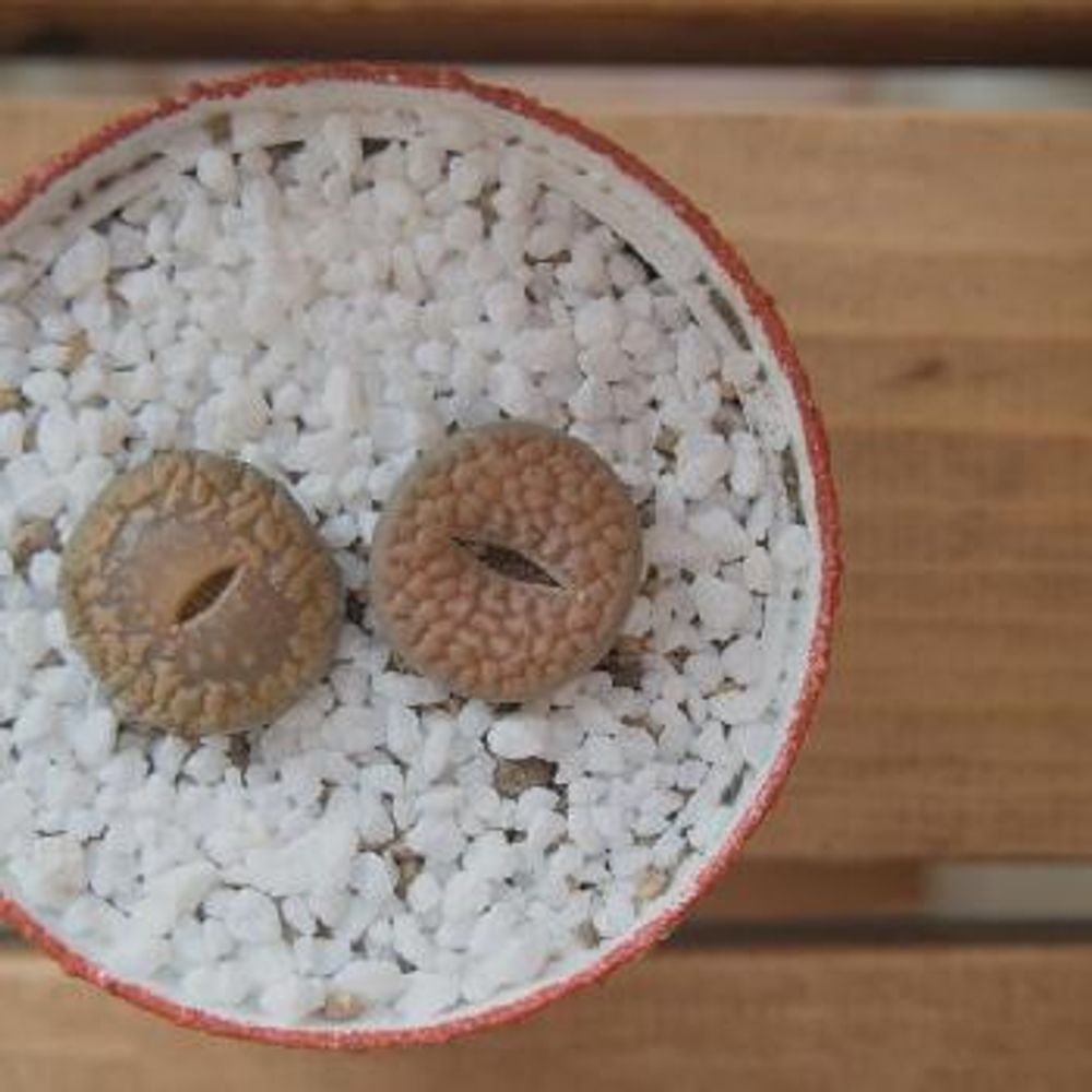 Photo by はな*さん