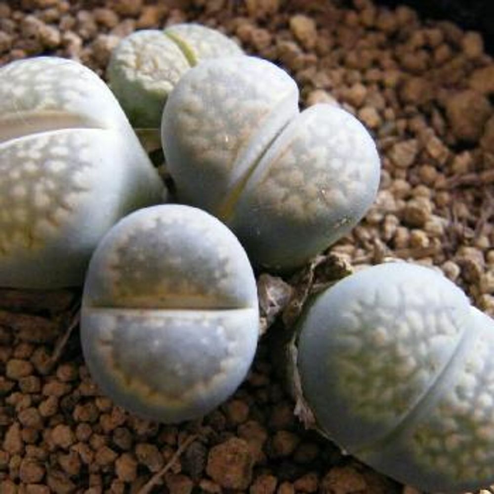 Photo by RosarioBiancoさん