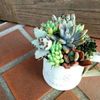 相性のいい多肉植物の寄せ植え方法！の画像