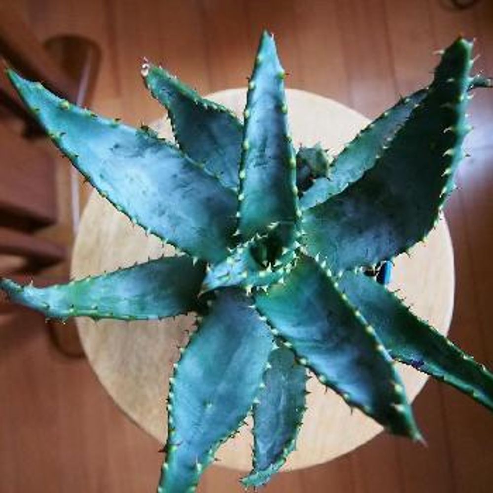 Photo by コロスケさん