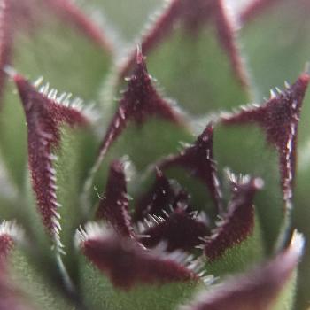 紅葉することも？多肉植物センペルビウム｜🍀GreenSnap（グリーン