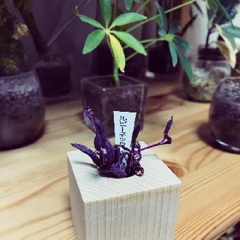 多肉植物のルビーネックレスを育ててみよう！｜🍀GreenSnap（グリーン