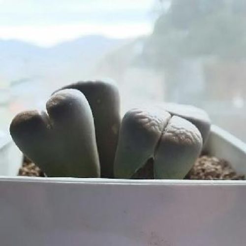 石みたいな植物リトープスの育て方と増やし方 Greensnap グリーンスナップ