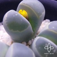 石みたいな植物リトープスの育て方と増やし方の画像