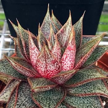 admin-ajax-1.jpg?d=500x500