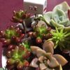多肉植物の寄せ植えを通販で購入しよう！の画像