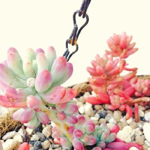 図鑑のようにしてセダムの種類を紹介 Greensnap グリーンスナップ