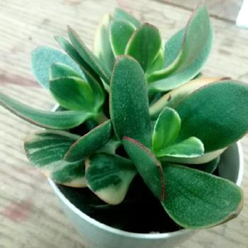 多肉植物のクラッスラの種類一覧 Greensnap グリーンスナップ