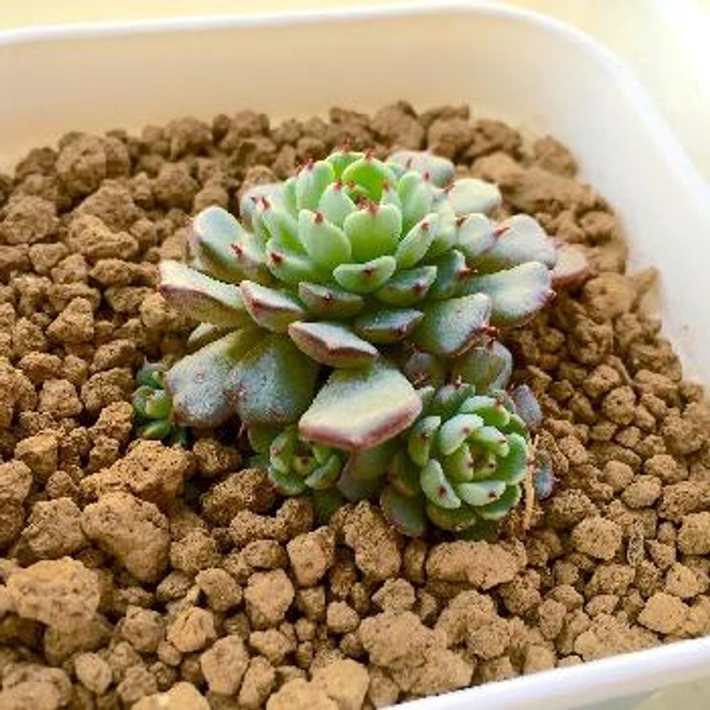 Photo by 多肉好きあさんさん