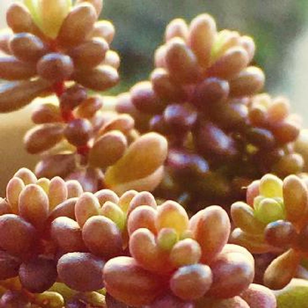 Photo by 多肉好きあさんさん