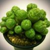 お洒落な多肉植物を厳選！の画像